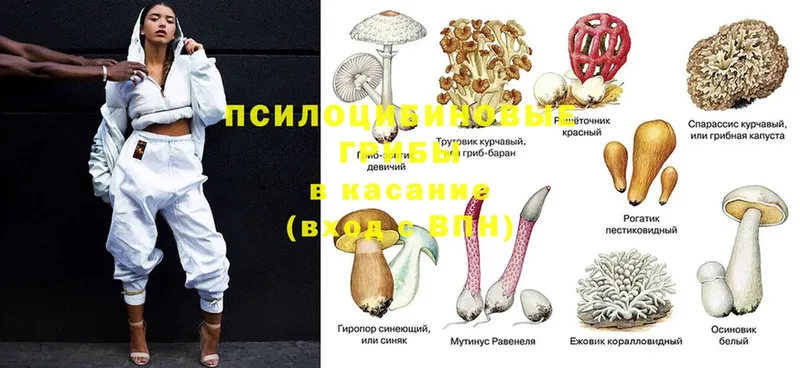 купить закладку  Благодарный  Псилоцибиновые грибы Cubensis 